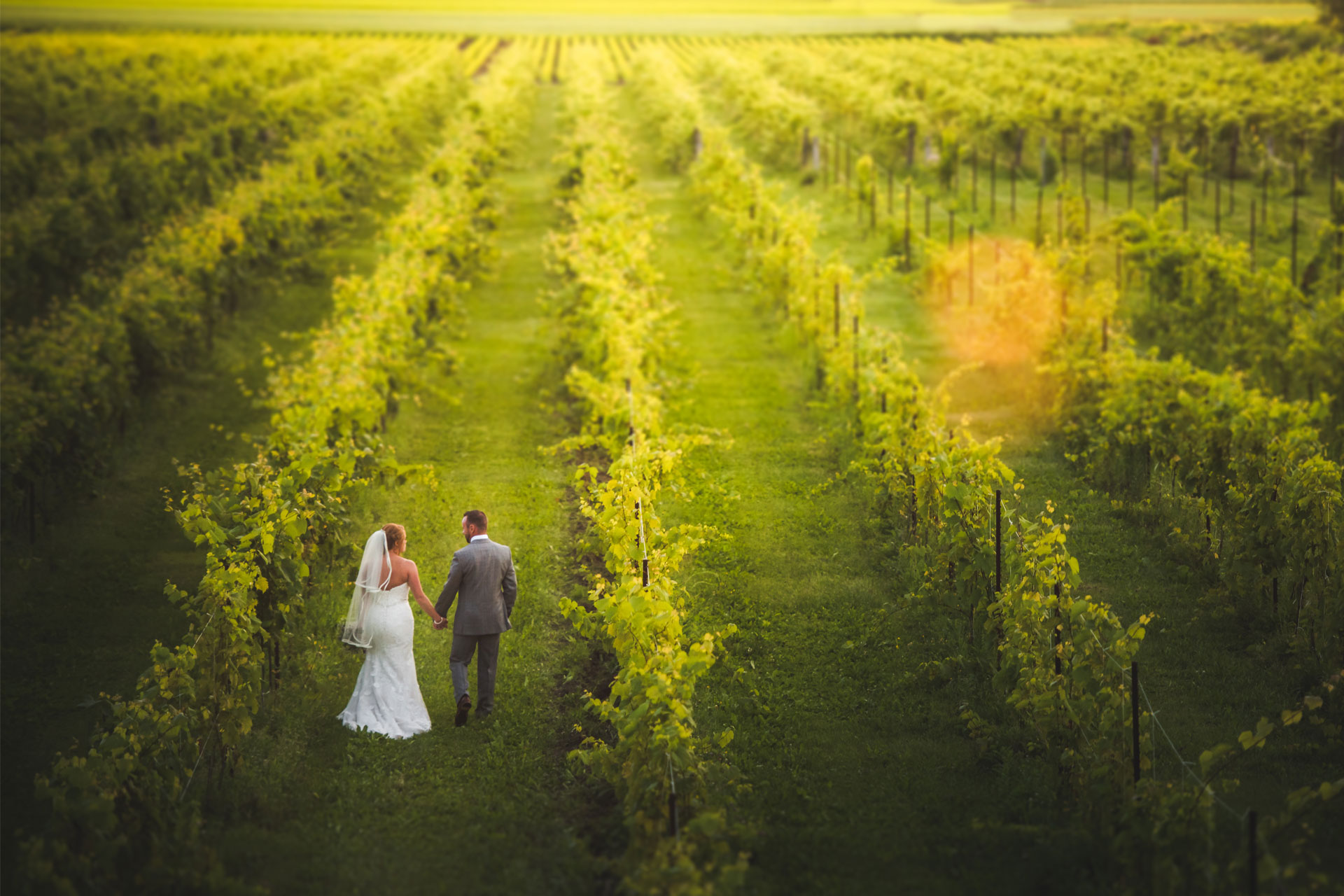 Holland Marsh Wineries